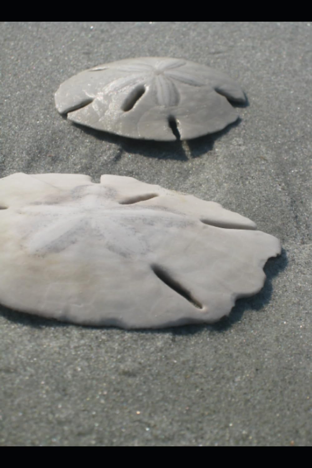 Sand Dollar Notebook