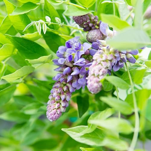 Miniatura 4 de PERFECT PLANTS Amethyst Falls Wisteria Vine de 3 galones  Arbusto vivo para plantar al aire libre  Vides de crecimiento rápido para enrejado o valla