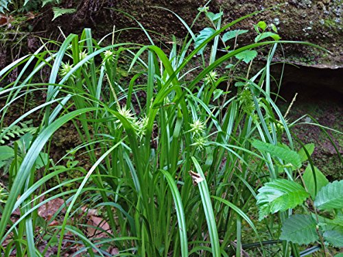 Carex grayi (Mace Sedge)-None-7 cm