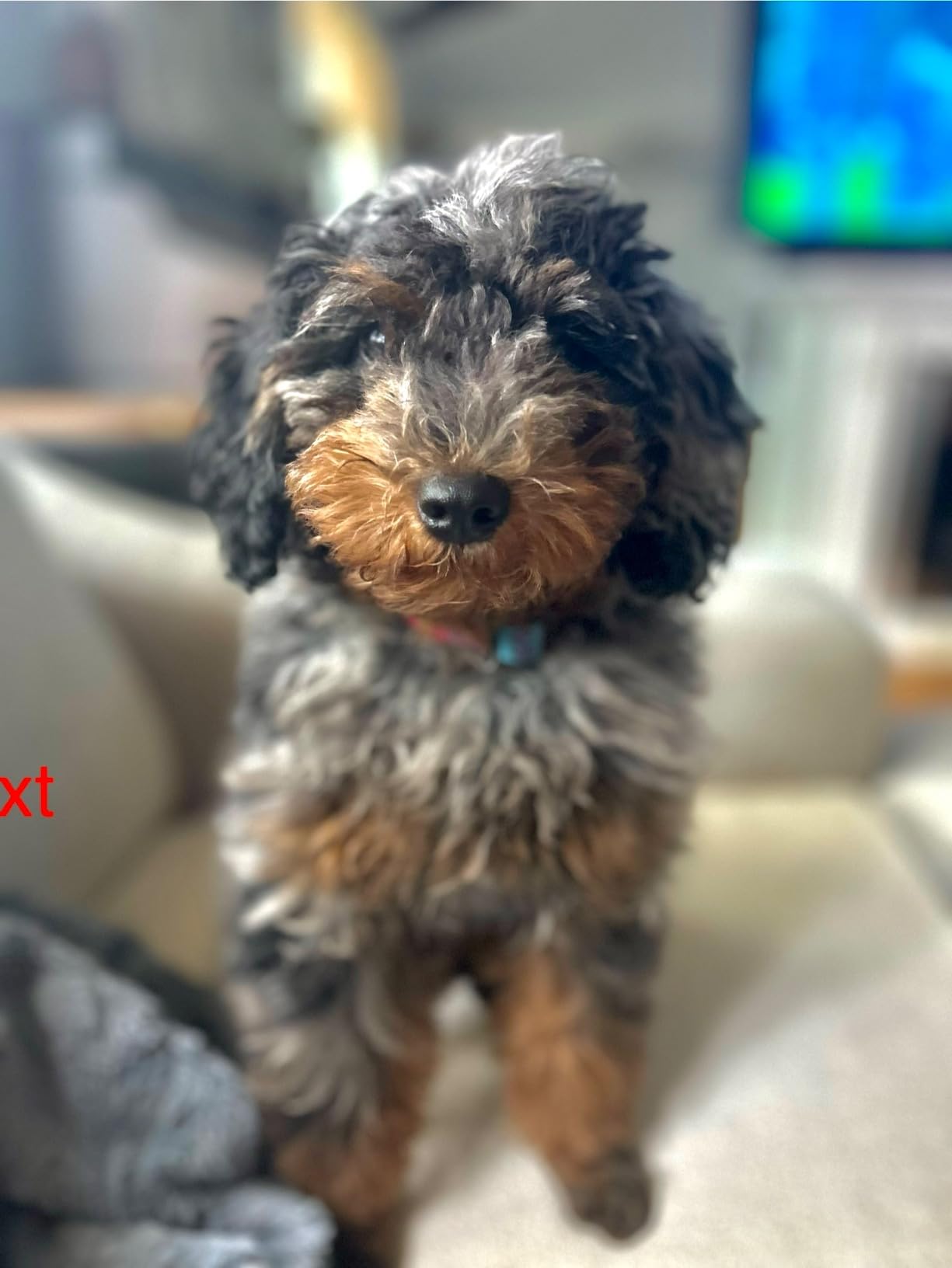 Doodle Detangler Spray