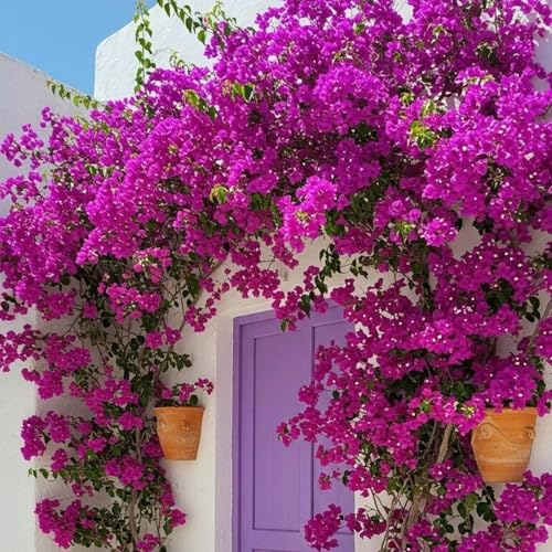 100+ Mix Color Bougainvillea Seeds for Planting Perennial Ornamental Low Maintenance Fast-Growing Drought Tolerant Garden Outdoor