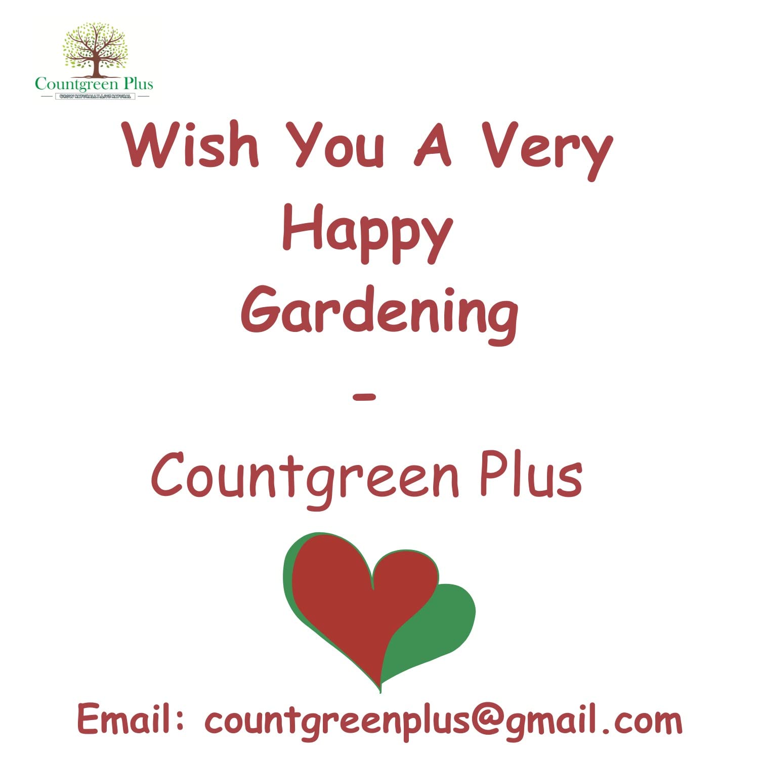 Grow Your Own Mulberry Fruit - Organic Seeds -7 Grow Your Own Mulberry Fruit - Organic Seeds -7