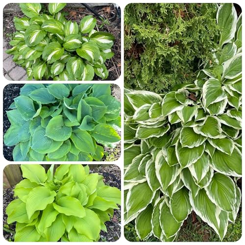 semi resistenti di hosta - perenni decorative interno balcone 300pcs