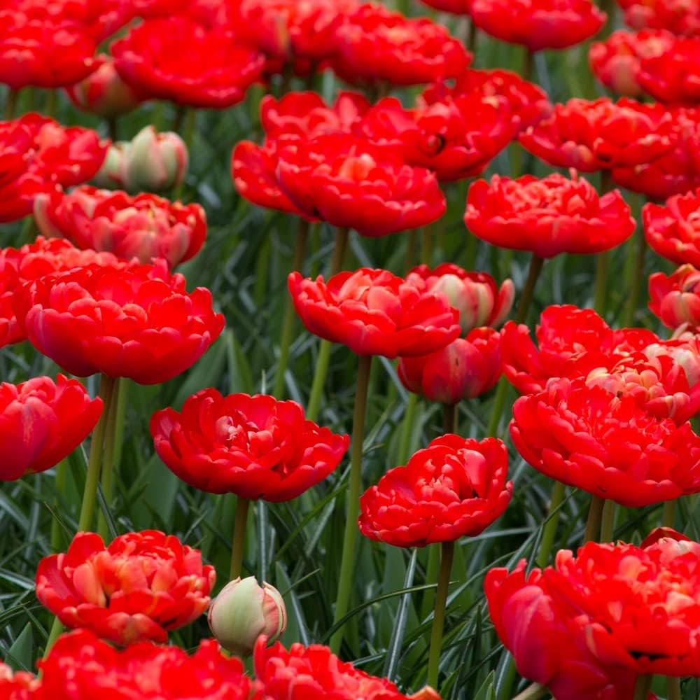 15 x Tulipa Miranda Spring Flowering Bulbs MidSpring Flowering ShortLived Perennials