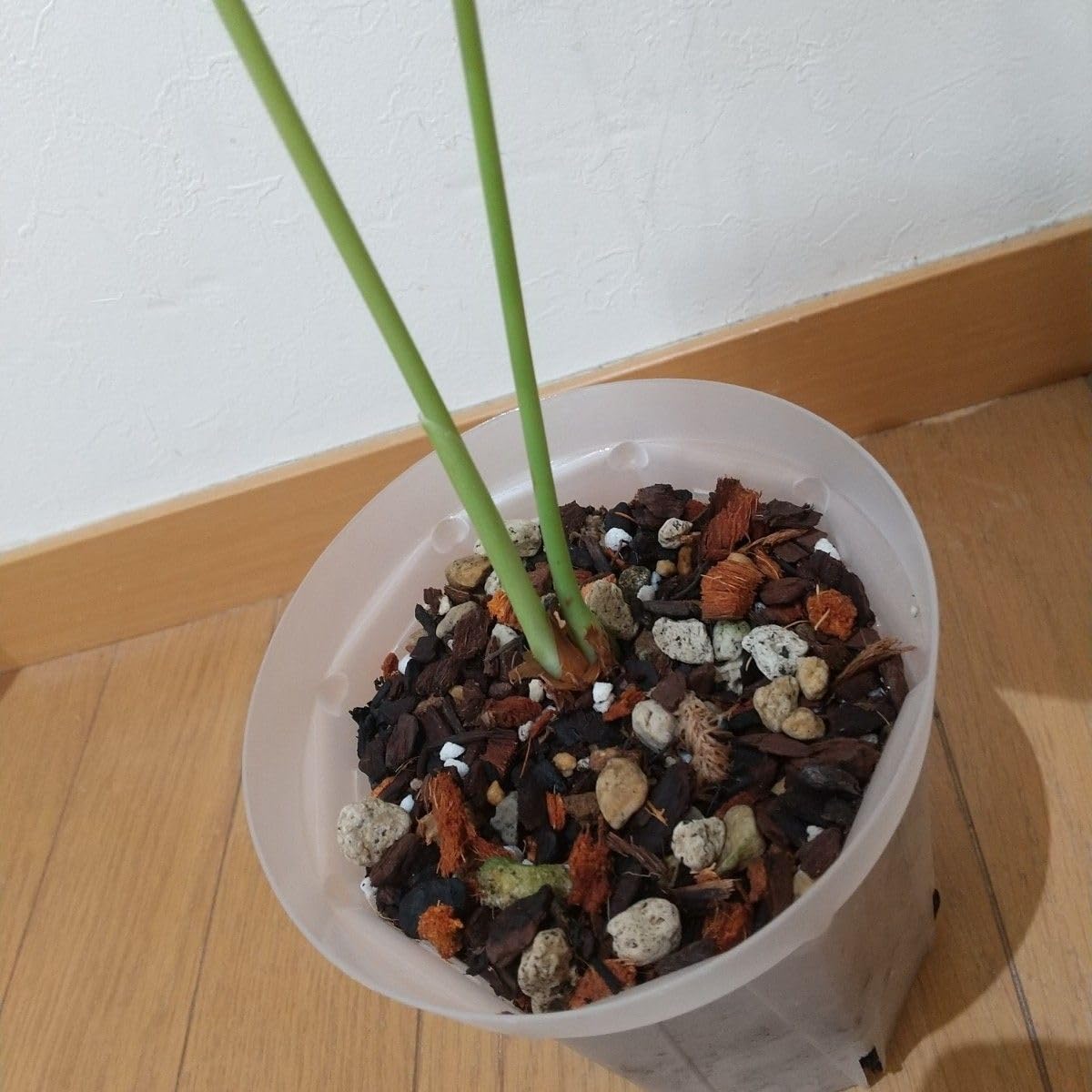 Amazon.co.jp: アンスリウム ベイチー スーパー ナローAnthurium