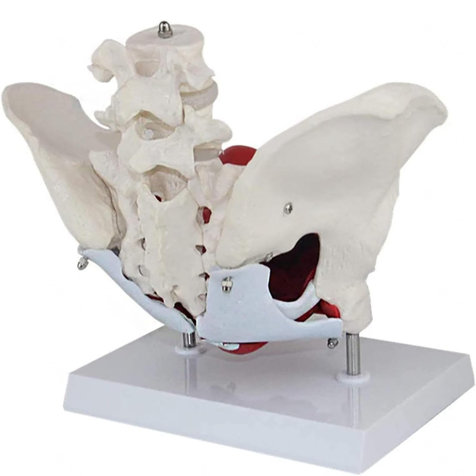 Female Pelvis Model Life Size Pelvic Floor Muscle Repair Bladder Vagina Accessory Structure Anatomy Model With Pelvic Floor Muscles Colored - View #8
