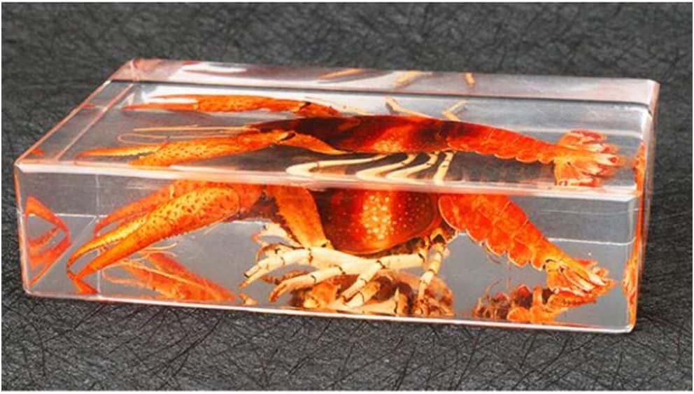 ピエロコブシガニ甲殻類標本昆虫標本エビかにサソリモドキザリガニ