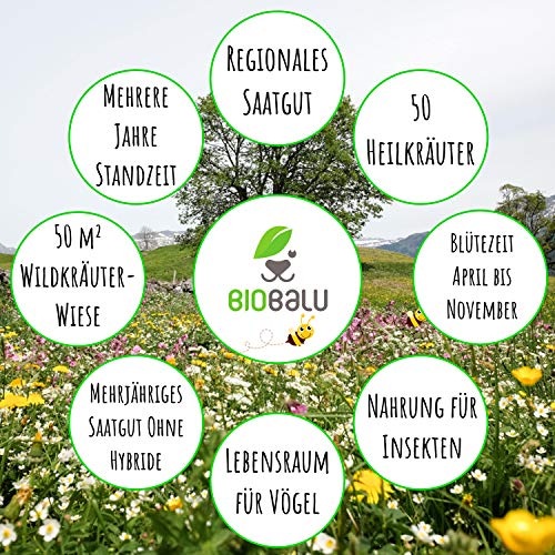 Biobalu Wilde Apotheke - 50 traditionelle Heilkräuter Samen - Bienenfreundliche Wildblumenwiese, Wildkräuter Samen… – Bild 4