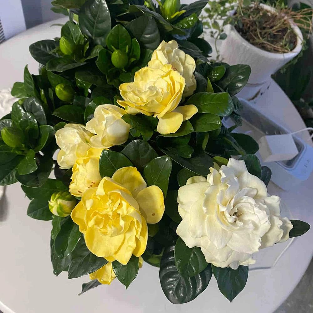 Gardenia jasminoides - ornamentali ufficio pendenti, interno balcone rampicanti balcone 20piante