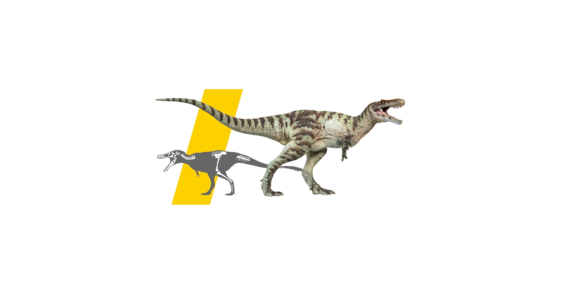 ライフモデルシリーズ T.rex ティランノサウルス (PVC塗装済み完成品) Amazon | ライフモデルシリーズ T.rex ティランノサウルス (ノン