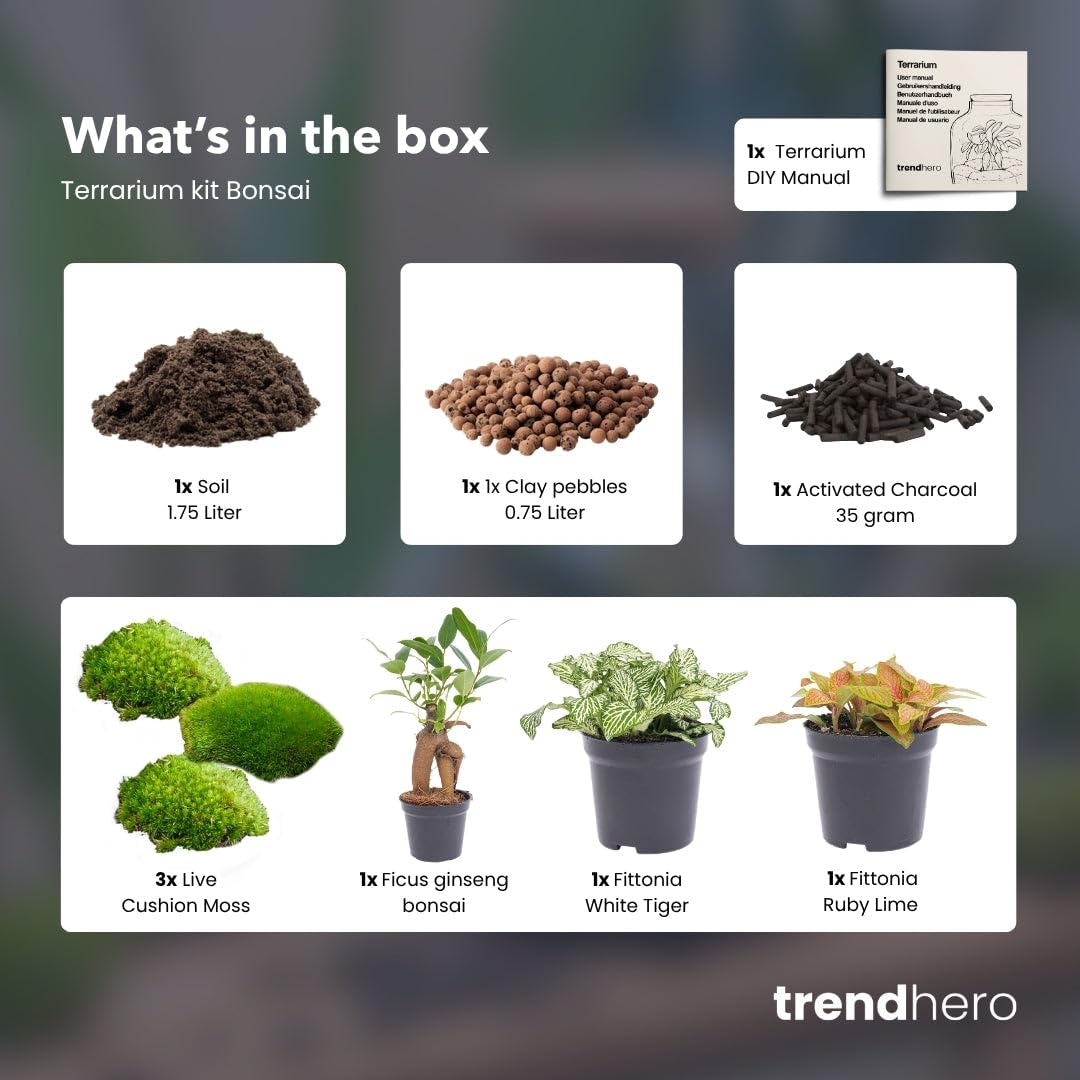 urbanjngl - Bonsai Ficus Ginseng Terrarium Start- und Nachfüllpaket – 3 Terrarienpflanzen für DIY-Projekte – ideal für Gartenliebhaber und Pflanzenfreunde