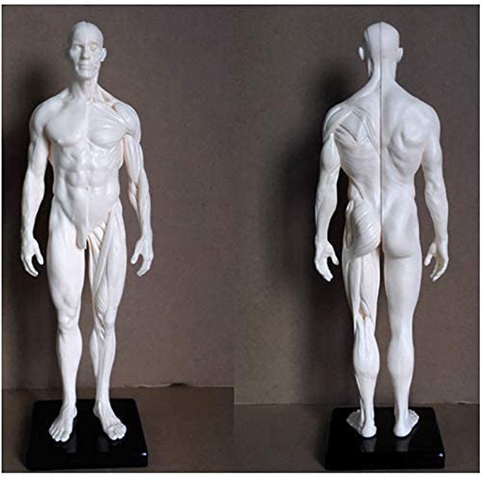 AnatomyTools.com 解剖学人体模型 AnatomyTools.com 解剖学人体模型 Anatomy Tools ANATOMY 男性 女性