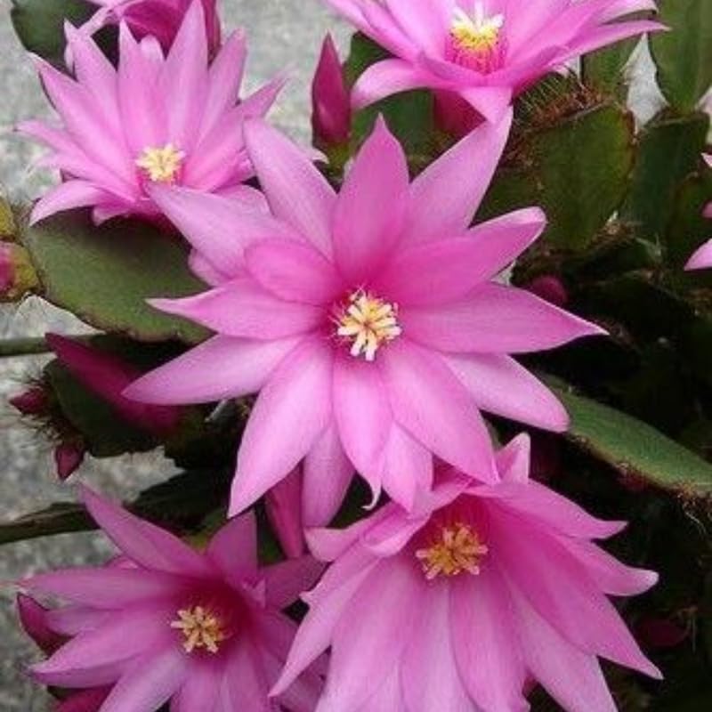 Pink Easter Cactus Plants Live, Easter Cactus Plant, 4 to 6 Inch Tall Pink Spring Cactus Plant Perennial Flower Easter Cactus Plants for Indoor Garden