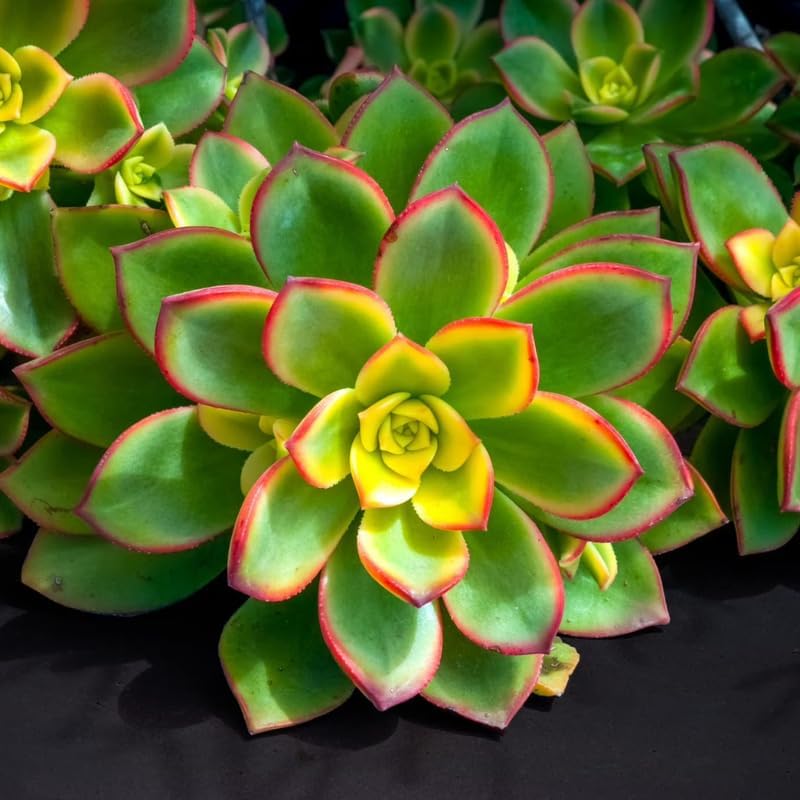 Green Aeonium - Planta suculenta viva en maceta de 2 pulgadas, suculenta roseta, fácil de interior y exterior