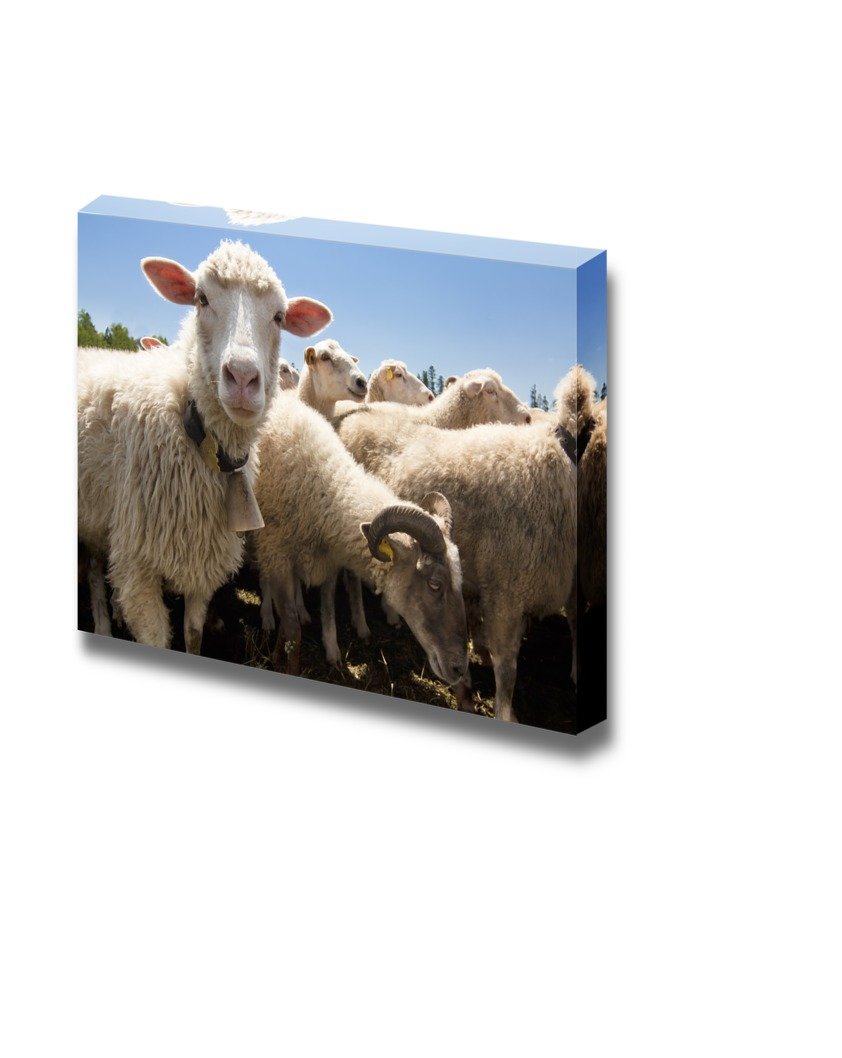 Canvas Prints Wall Art - Herd of Sheep on a Livestock Farm | Modern Wall Decor/Home Art Stretched Gallery Canvas Wrap Giclee Print & Ready to Hang - 24" x 36"
