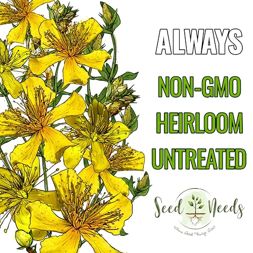 Seed Needs St. Johns Wort Seeds for Planting - Non-GMO Heirloom & Untreated Medicinal Herb Seed to Plant a Home Grown Outdoor or Indoor Garden (1 Pack) - Image 5