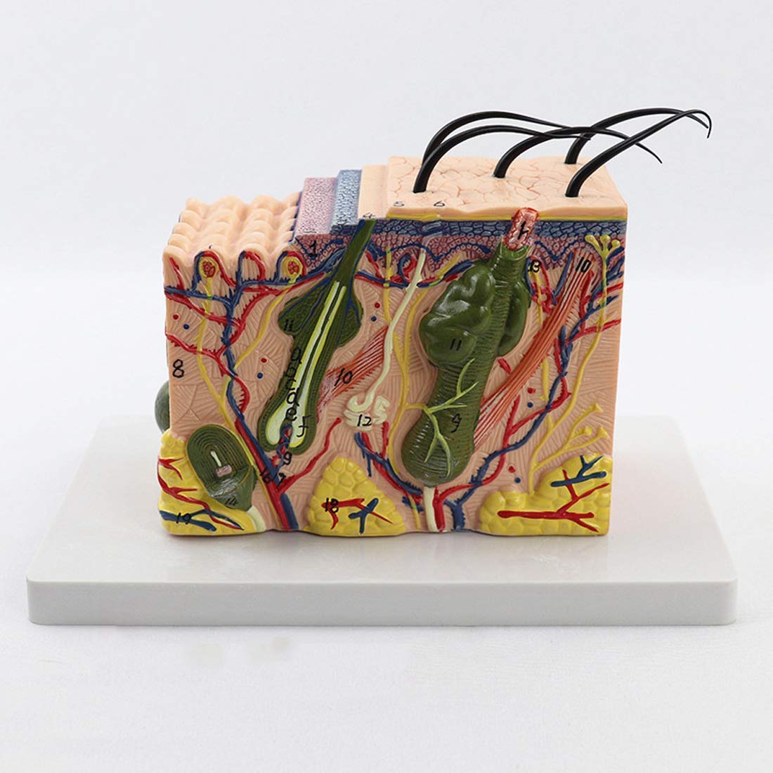 Buy Professional Educational Model Skin Anatomical Model Human Skin