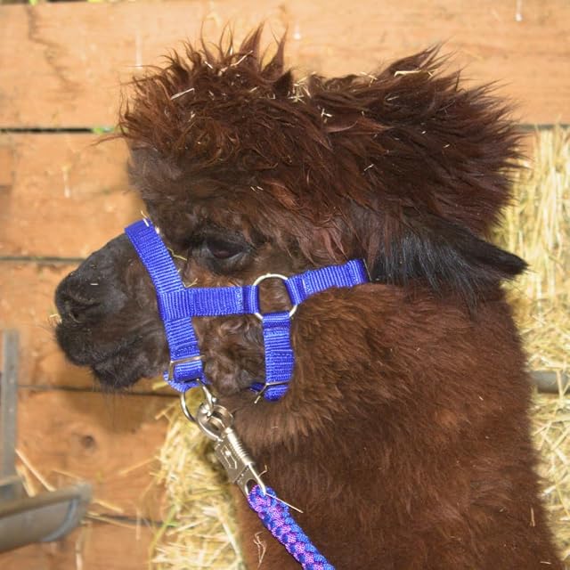 Foto 7 de 8 de PFIFF 103101 Pako - Cabestro Ajustable para Alpacas, con Cierre de Clip, Color Negro