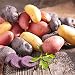 Organic US Grown Potato Medley Mix - 10 Seed Potatoes Mixed Colors Red, Purple and Yellow from Easy to Grow Bulbs TM