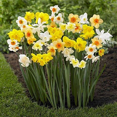Daffodil Bulbs, Trumpet Daffodil Mix (10 Bulbs) Narcissus Assorted,Long Lasting