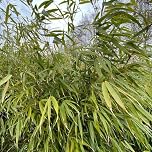 Carbeth Plants Fargesia Robusta Formidable in 14cm Pot - Hardy Non-Invasive Dwarf Evergreen Fountain Bamboo - Low Maintenance Fast Growing Plant for Screening, Containers & Small Gardens