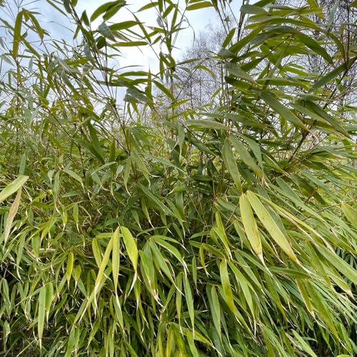 Carbeth Plants Fargesia Robusta Formidable in 14cm Pot - Hardy Non-Invasive Dwarf Evergreen Fountain Bamboo - Low Maintenance Fast Growing Plant for Screening, Containers & Small Gardens
