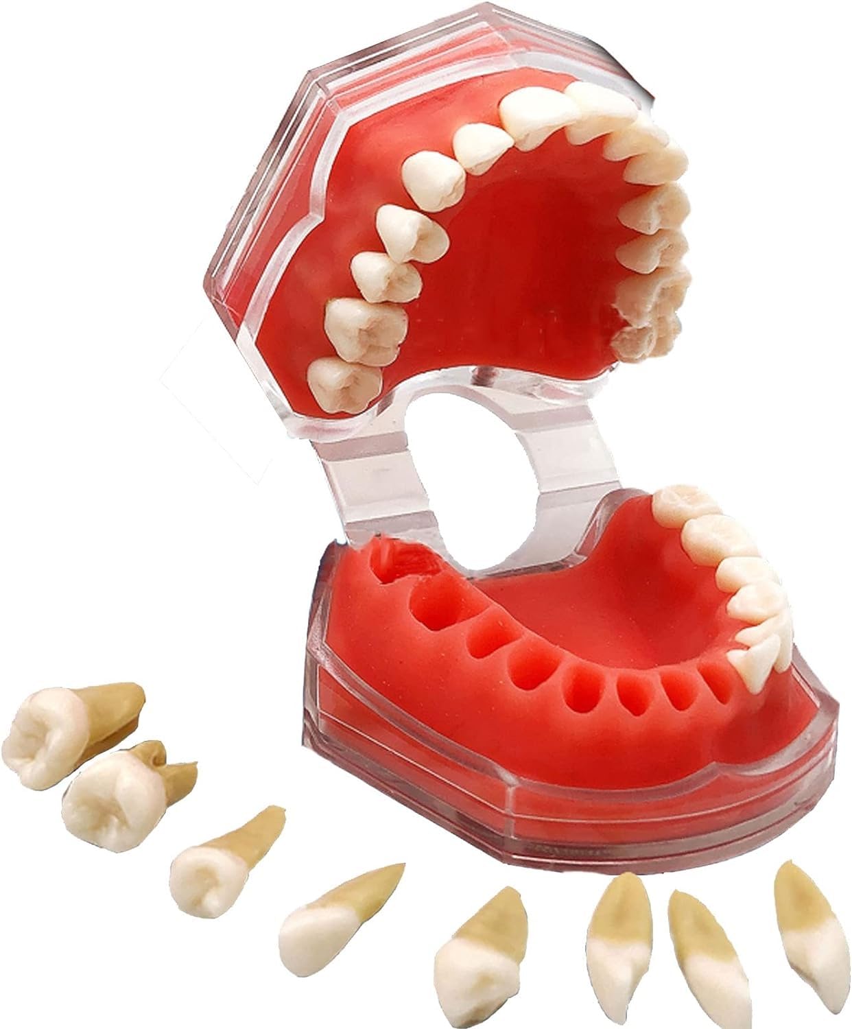 QDFADRDSW Tooth Model Dental Implants Dental Demonstration Dental Demonstration Removable Soft Gums Exercises Learning Exercises Teeth Extraction Teeth for Dental Teaching and Research, kk666