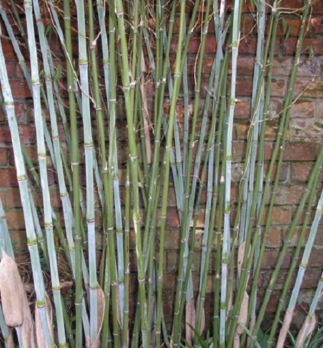 Thamnocalamus Crassindous, Rare Live Clumping Bamboo Plant For Hedge Or Specimen #1 Size Live Plant #TOP1
