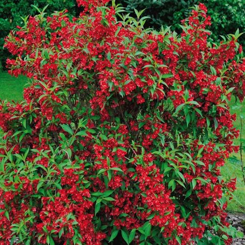 GardenersDream Weigela Red Prince Plant - Low Maintenance Deciduous Shrub in 9cm Pot - Outdoor Garden Ready Flowering Shrub - Outdoor Hardy Shrubs for Gardens, Borders, and Beds (9cm Pot, 20-30cm)