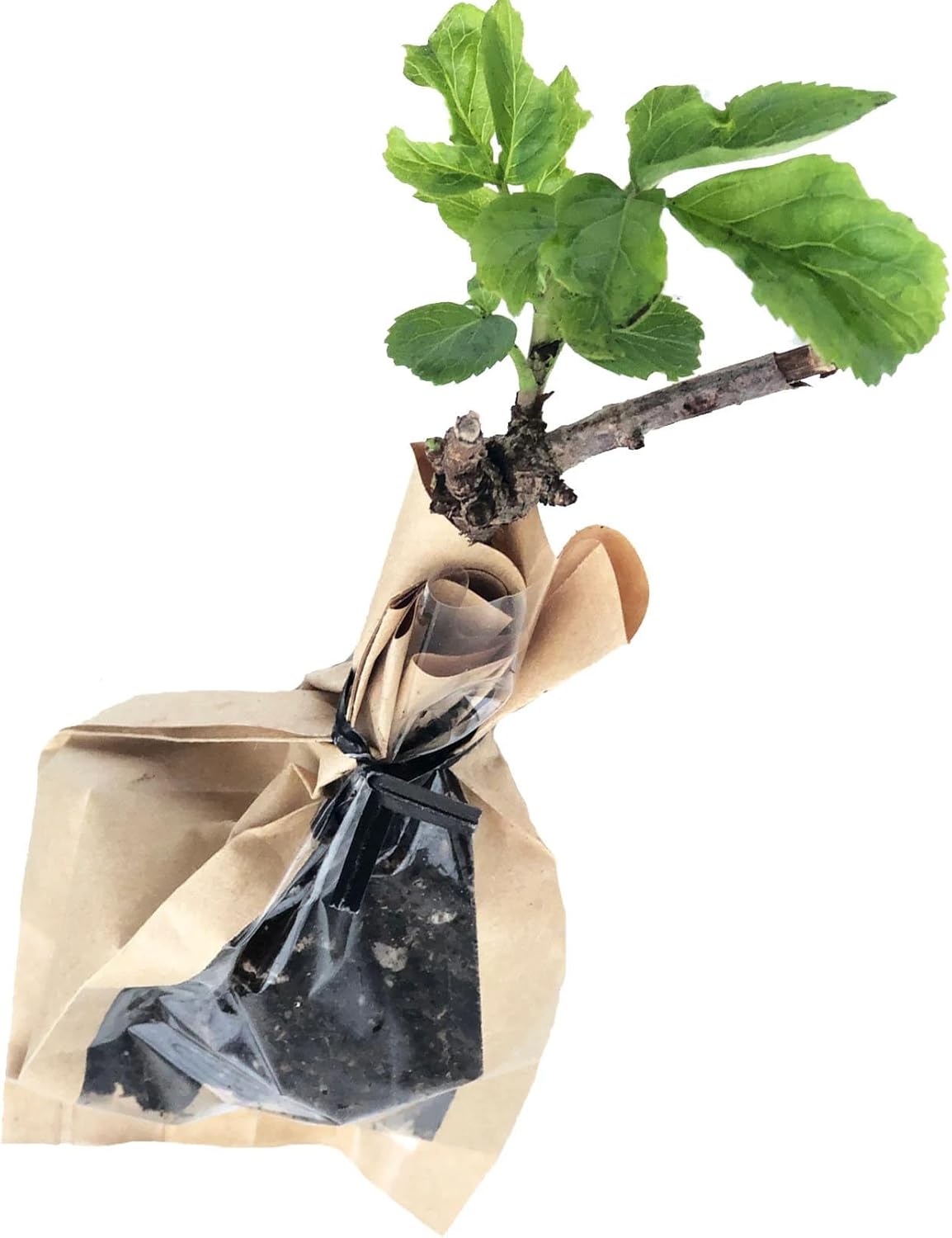 Smoke Camp Crafts Organic Elderberry Stake (Sambucus Canadensis) Perennial Elderberry Bush Starter Plant
