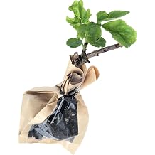Smoke Camp Crafts Organic Elderberry Stake Sambucus Canadensis Perennial Elderberry Bush Starter Plant