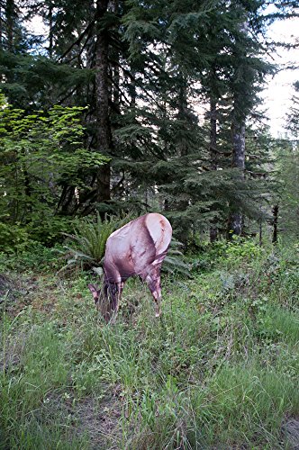 Montana Decoy Miss September Feeding Elk #TOP4