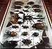 Real Display Insect Taxidermy Big Set in Box for Collectible