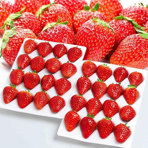 �y ��Ղ� ������ Amazon�����L�O �z�Ă̏펯�𒴂����Â� �ō��� �ăC�`�S �u�ʉ� ���₩�v�Ɩ��p�^���H�p ���x�F12�x�O�� �_�����ϔ� ���̓� ������ ���Ε� �C�`�S �u���E�݂̂݁v Strawberry �y�①�z (�Ɩ��p�F3L�ȏ� 32-24