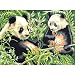 Reeves Large Acrylic Painting By Numbers - Panda