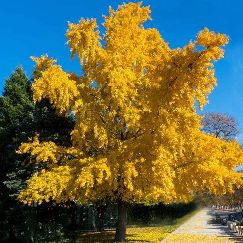 Planta viva de árbol de ginkgo de 1 año en maceta de cuarto de galón, planta de árbol de ginkgo bien enraizada, lista para crecer