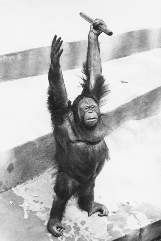 Amazon.com: Laminated Orangutan Raising Hands with Stick