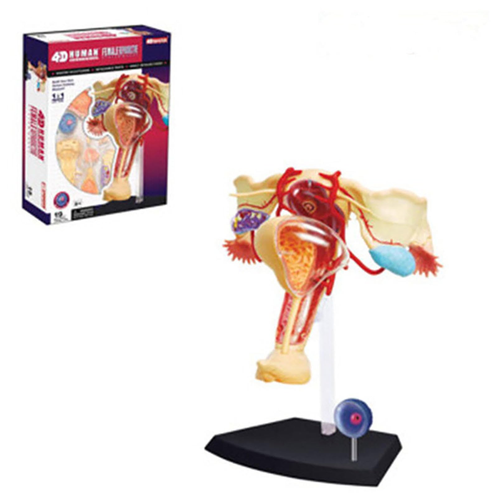 4D Human Female reproductive Anatomy Model of Female Uterus, Detachable 19 Parts Female Genitourinary System Model for Study Display Teaching Medical Model Uterus Ovary Muscle