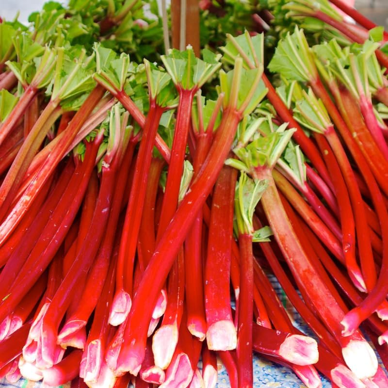 2 Rhubarb Plants for Planting, Cherry Red Rhubarb Roots, 4-6 Inch Starters, Live Perennial Vegetable for Home Gardens and Backyard Rows
