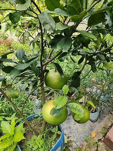 Image of GreenWorld Special Big Size All Time Batabi Lemon /Lebu Plant,(GRAFTED /GUTI KOLOM) Healthy Live Plant,''Fruit After 1 Year''