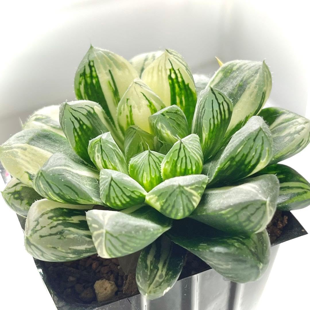 ✴︎ハオルチア オブツーサ錦 マリン ☆ ハオルチア ☆ 多肉植物