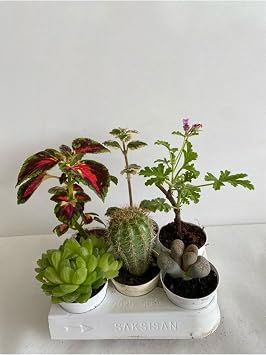 6l  Set Bitki Seti+Yaprak G zeli+Kakt s+Kokulu Benjamin+Ta  Kakt s+It r, SRD03022025BYB412