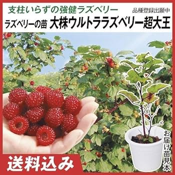 ラズベリー様 ラズベリー腫瘍って何？】ピロリ未感染の胃にできる低悪性度腫瘍