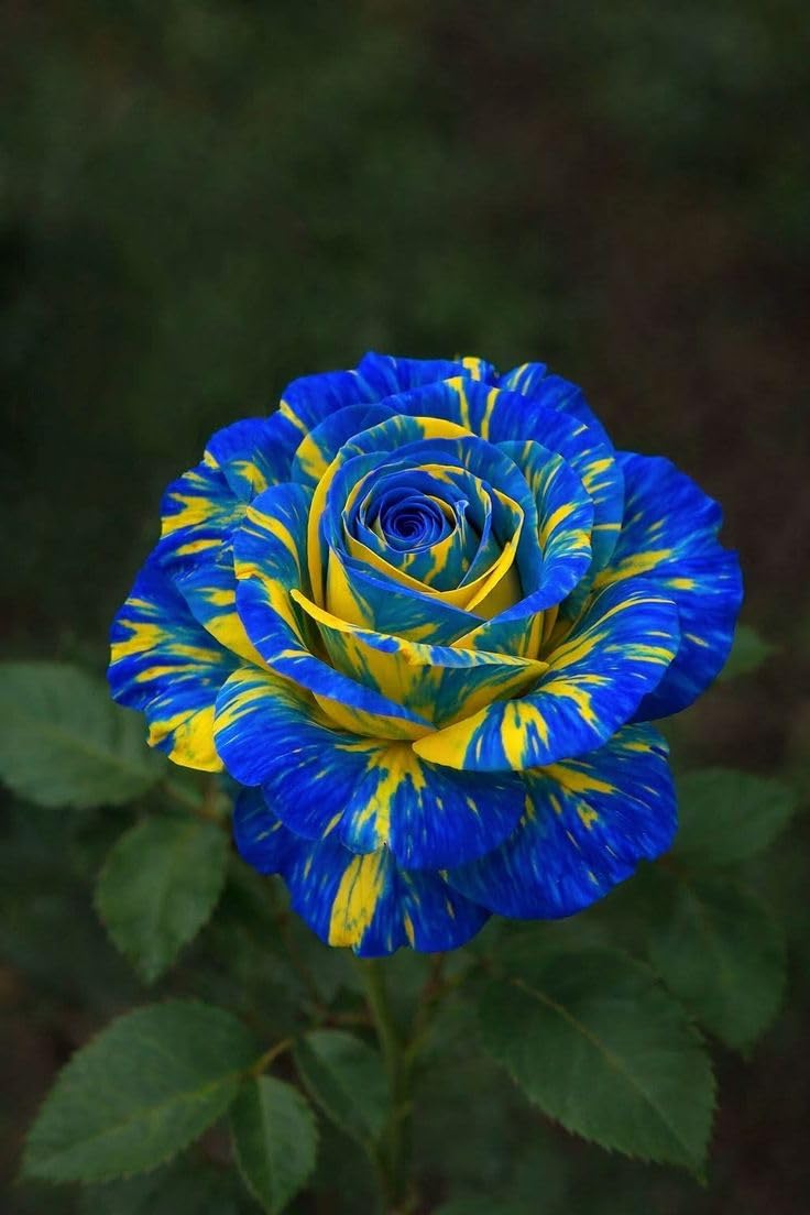 Harvested Rare Rose Plant - Hardy Perennial Rose Shrub - Well-Developed Rhizomes - Richly Fragrant - Suitable for Potted and Ground Planting/that Grow Fast/Golden Jade Carving-4 Root-C
