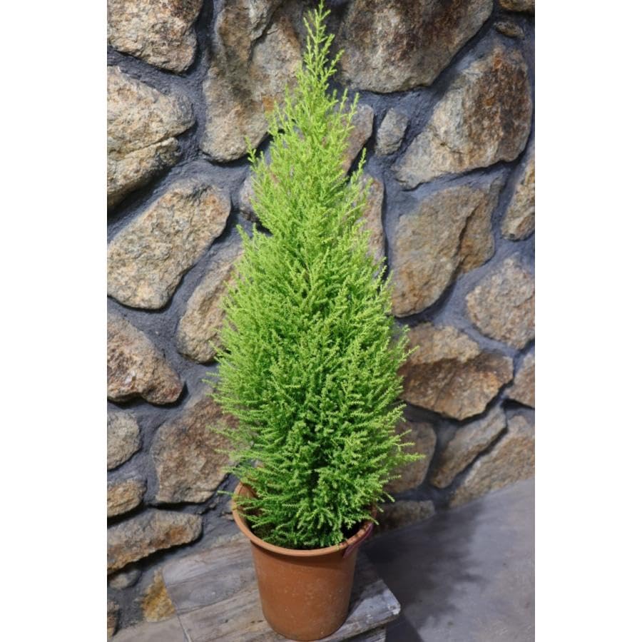 Amazon.co.jp: ゴールドクレスト ウィルマ 6号鉢 1株販売 コニファー