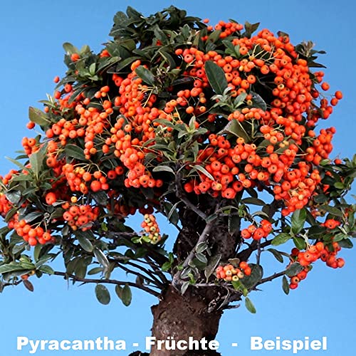 Bonsai - Pyracantha spec, Feuerdorn 205/22 - Image 5