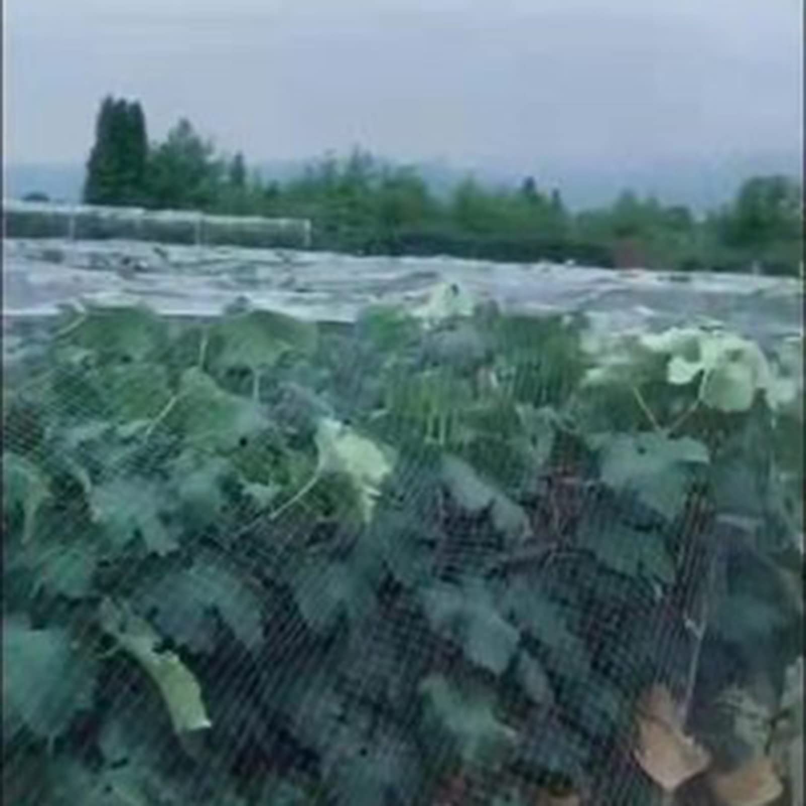 ZJMAMA Rete Protezione Rete per Uccelli da Giardino, Reti Barriera in Nylon Bianco per Protezione di Piante Coltivate Arboree, Rete per Pollame per Il Controllo degli Animali
