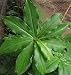 Rare Insulin Plant Costus igneus Ayurvedic Medicine (1 Bare Root Plant)