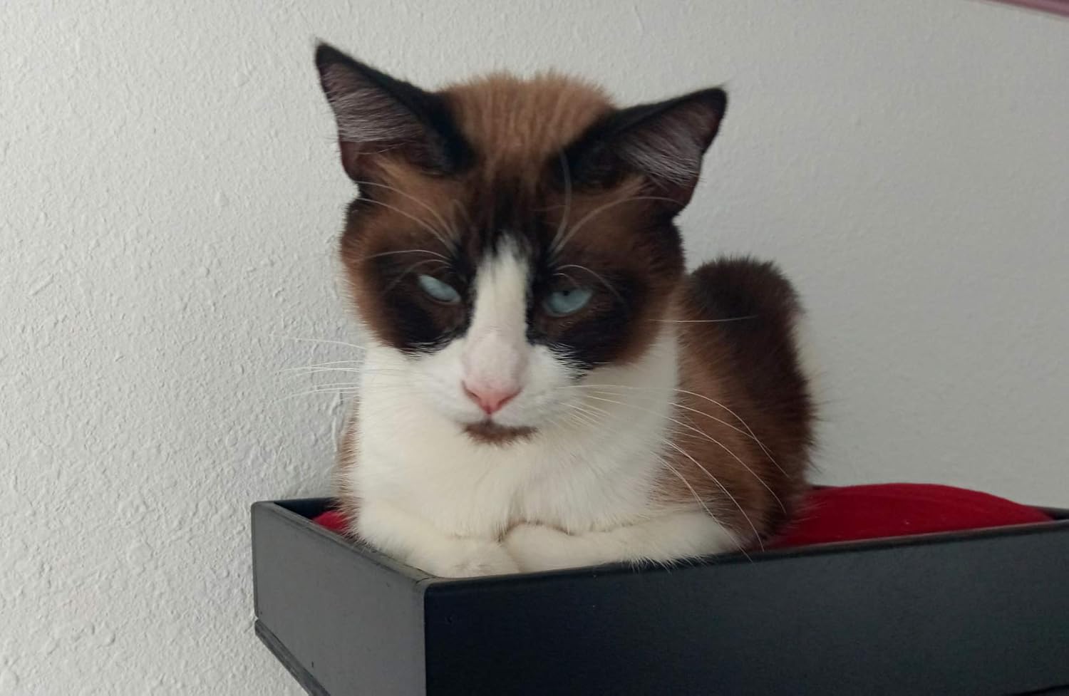 7- Pc Wall Mounted Bed Breakfast Bridge Set (30 Bridge Length, Black)