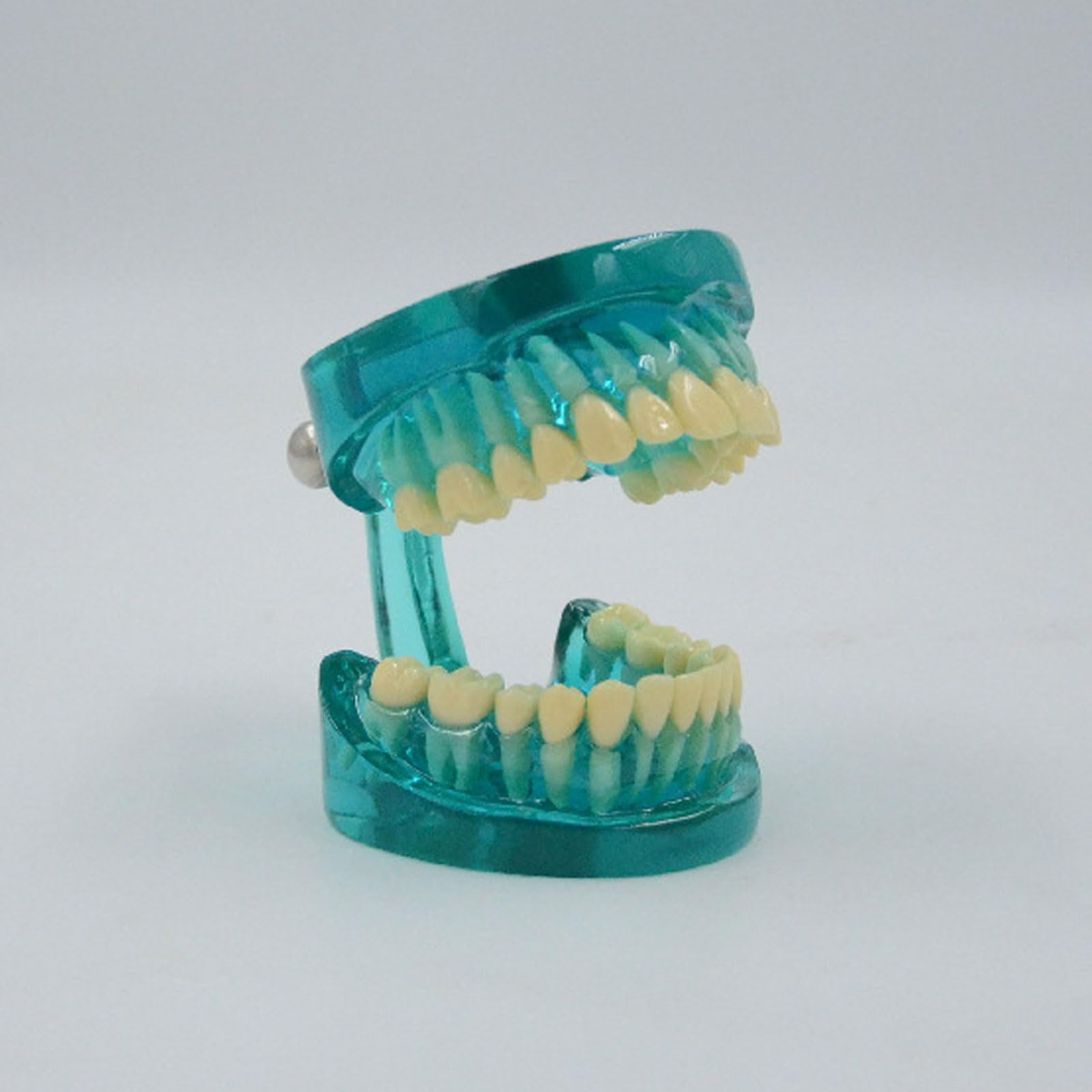 BYERZ Dientes Humanos Estándar Modelo Diente Normal Anatomía Demostración Dental Regalo Médico Equipo Educativo Recursos Didácticos